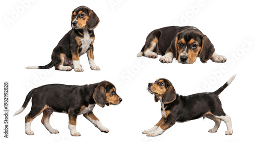 Fényképezés Adorable beagle puppies showcasing various playful poses, captured as a charming photograph