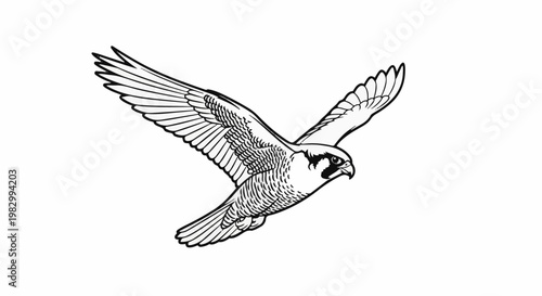 A black and white drawing of a swift falcon in flight