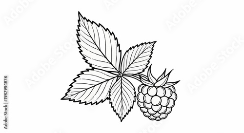 Delicate line art depicts a single raspberry with its leaves on a white background