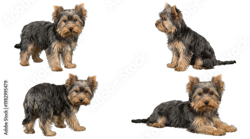 Fotografi Four isolated photographs of an adorable Yorkshire Terrier dog in natural poses, on transparent background