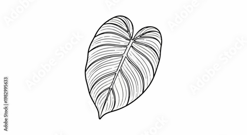 Stylized black and white drawing of a large, heart-shaped leaf