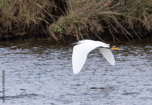Little Egret in Flight