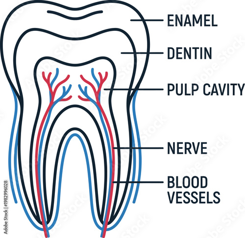 Tooth internal anatomy pulp cavity medical line art vector illustration