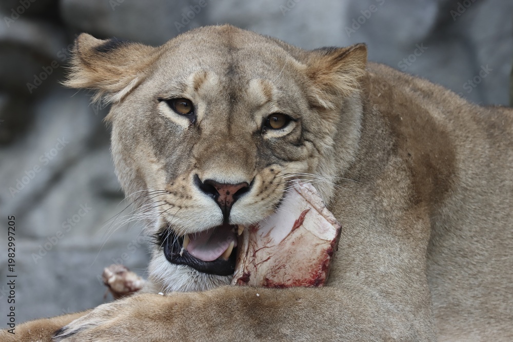 Fototapeta premium A lioness devouring a large piece of meat.