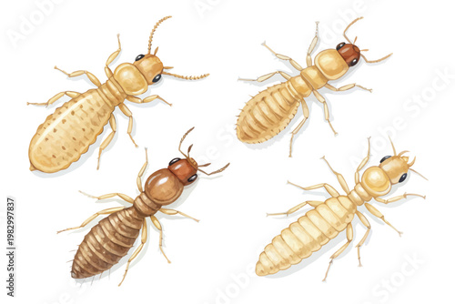 set of Watercolor Termite Illustration, Small Colony Insect Art, isolated on white background