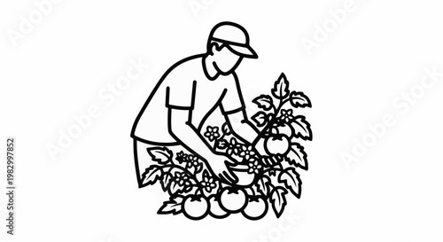 Gardener tending to a bountiful tomato plant with ripe fruit and flowers