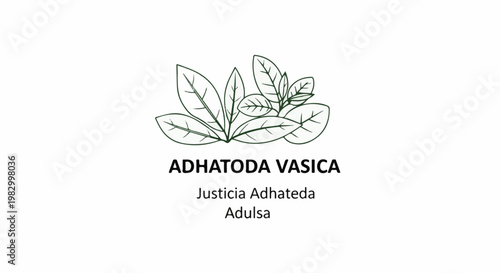 Green line art of leafy branches above text on white