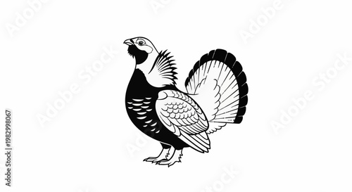 Detailed black and white illustration of a large male bird with ornate tail feathers