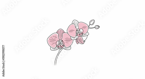 Delicate pink orchid blossoms with buds on a thin stem, line art