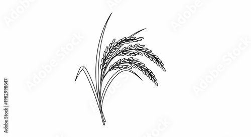 Black and white illustration of three rice stalks with grain