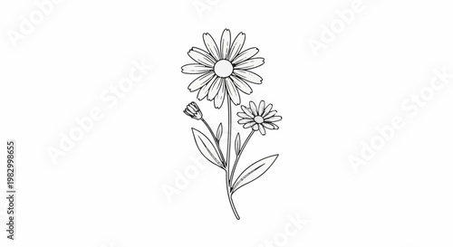 Delicate line drawing of three daisy flowers and buds on stems