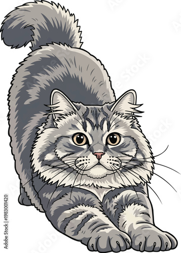 British Longhair cat stretching bowing yoga pose vector illustration