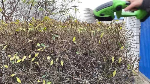 close detail of manual hedge trimmer cutting bush branches steady motion shaping greenery outdoor gardening maintenance natural plant care landscaping work