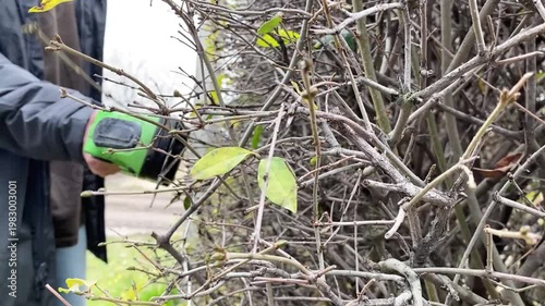 manual hedge trimmer cutting garden bush with steady controlled motion shaping greenery outdoor gardening maintenance natural landscaping close view of plant care work