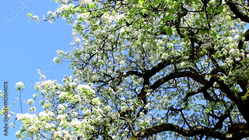 pear blossom in spring in Germany, camera panning over a big old pear tree