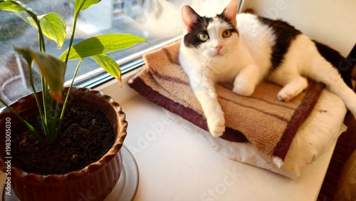 Bild auf Leinwand Cat relaxes on a blanket beside a plant near a window in a cozy home setting