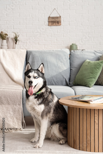 Cute Husky dog in living room