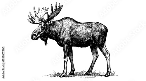 Detailed illustration of a majestic moose with large antlers standing