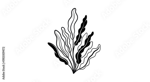 Hand-drawn black and white illustration of flowing kelp seaweed on white background