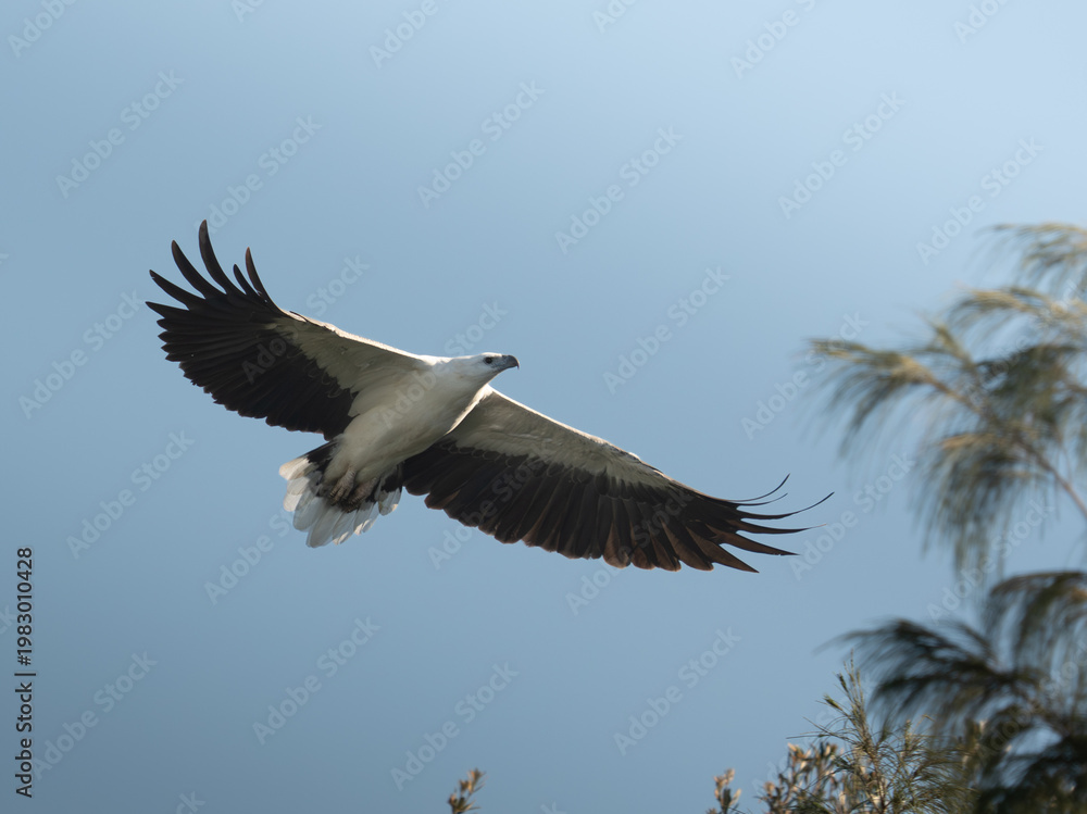 Obraz premium Fish eagle in flight with wings fully extended against clear blue sky with copy space. Bird of prey flying in natural habitat