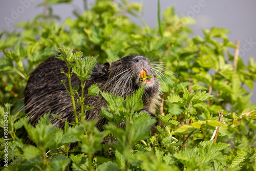 A wild nutria or coypu (Myocastor coypus) eats burn nettles (Urtica dioica) on the bank of a body of water