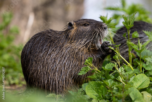 A wild nutria or coypu (Myocastor coypus) eats burn nettles (Urtica dioica)