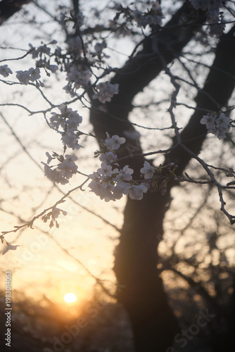 Cherry blossom tree under a sunset