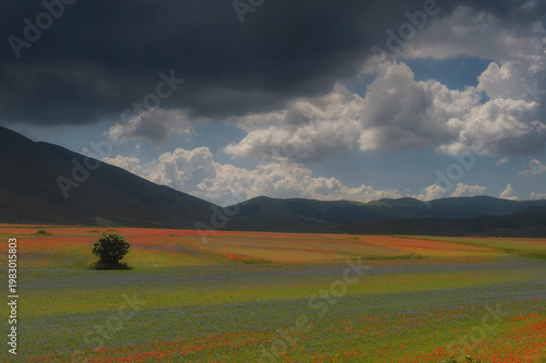 Slika na platnu Castelluccio di Norcia landscape in Umbria Italy showing red poppies and blue cornflowers in bloom during summer with a lone tree in a field under dark storm clouds and the Sibillini Mountains