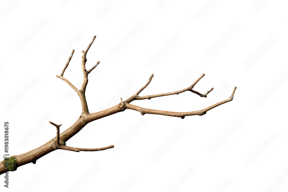 Fototapeta premium Bare tree branch with twigs and dry bark, isolated transparent background, winter nature growth concept