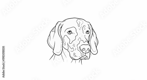 Line art sketch of a Vizsla dog's head with brown patches
