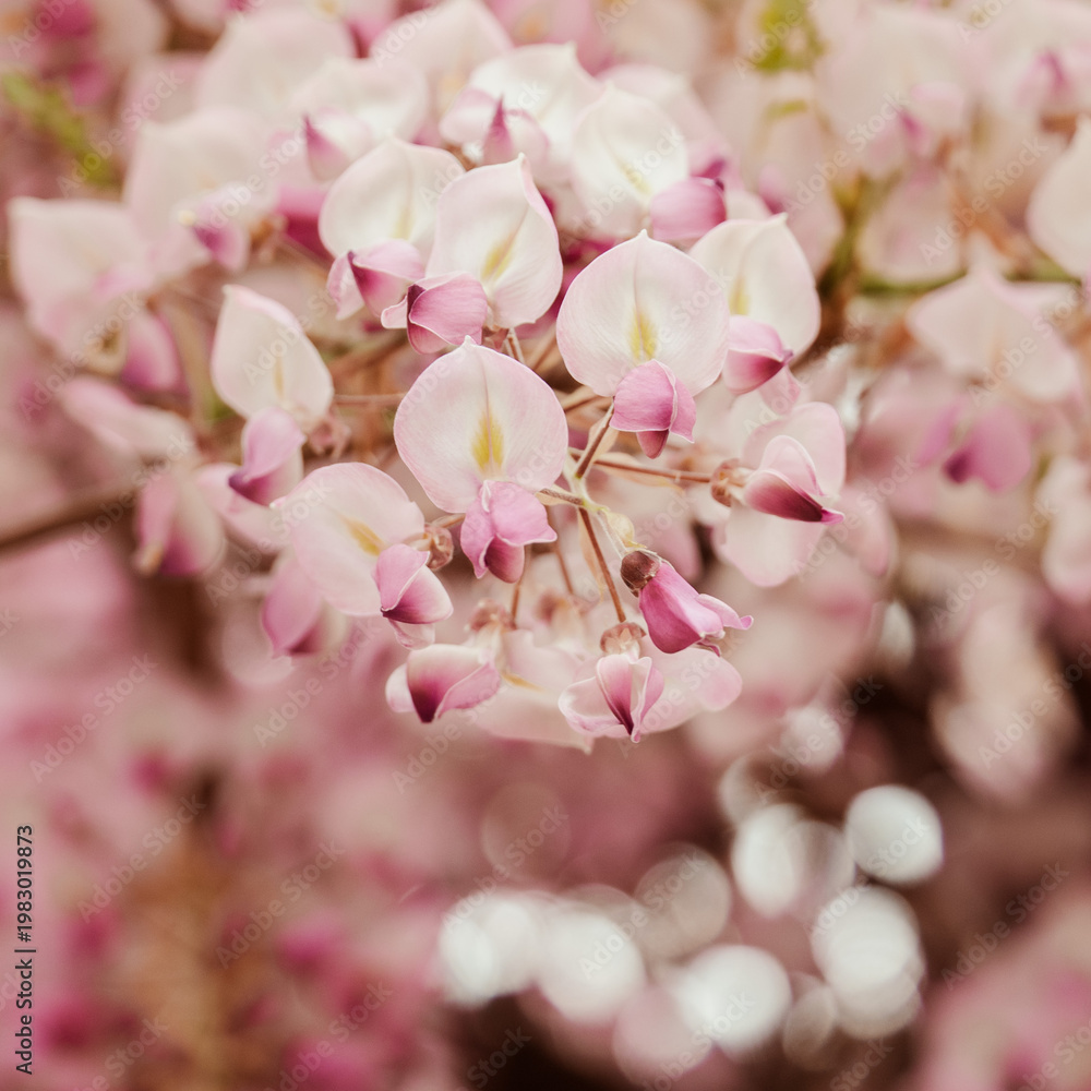 Naklejka premium wisteria, purple flowerin spring