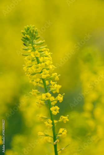 close up of yellow flower