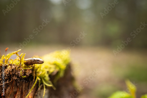 Bilde på lerret Slow worm creeping on moss