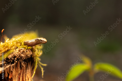 Fotografi Slow worm creeping on moss