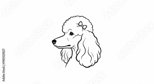 Elegant poodle portrait with a decorative bow in its fluffy hair