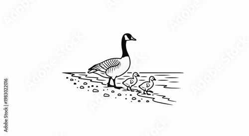 Adult goose with two goslings by the water's edge with pebbles