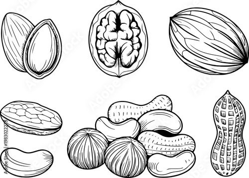 Hand drawn collection of various nuts and seeds including almonds walnuts peanuts and cashews