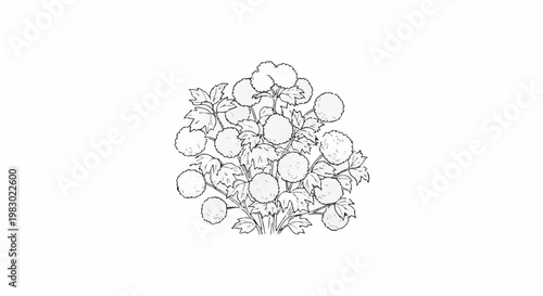 A sketch of a blooming bush with many round flowers and leaves