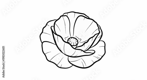 Detailed black and white line drawing of a single poppy flower with delicate petals