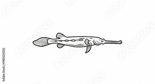 Line art depiction of a long-snouted fish with detailed fins and markings