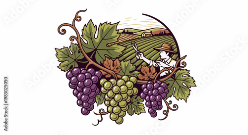 A person in a hat harvests grapes in a vineyard, with rolling hills behind