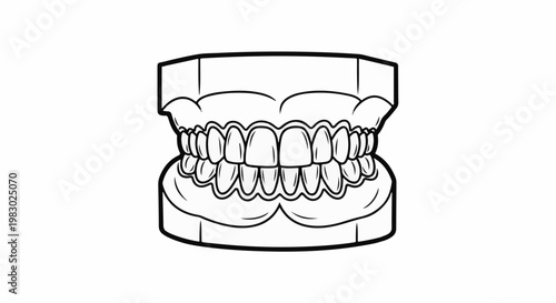 Outline of human upper and lower teeth on a dental model