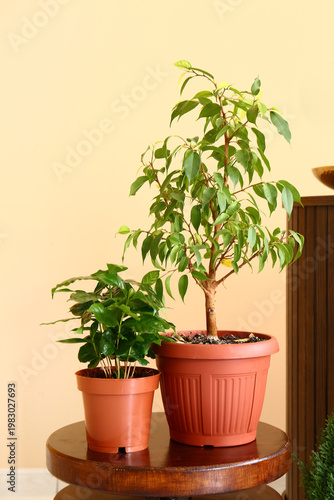 Green houseplants on table ...