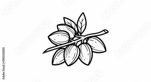 A simple line drawing of almonds on a branch with leaves