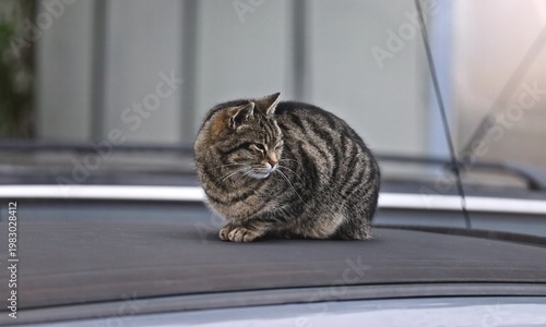 Cute street cat sitting on a car roof and looks contentedly away. Panoramic image with copy space.