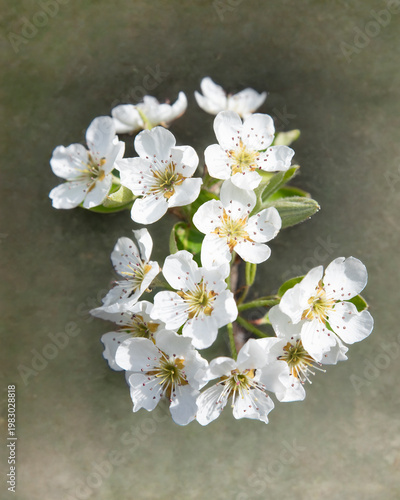 White Spring Blossoms On A Delicate Branch With Soft Background For Seasonal Floral Imagery