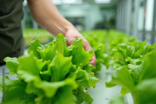 Close-Up of Hand Picking Lettuce from Hydroponic System, Clean Farming Environment
