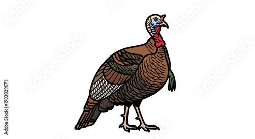 Colorful wild turkey bird illustration on white background
