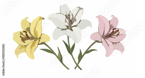 Vintage botanical lily flowers vector illustration with yellow white and pink blooms hand drawn gouache floral isolated set