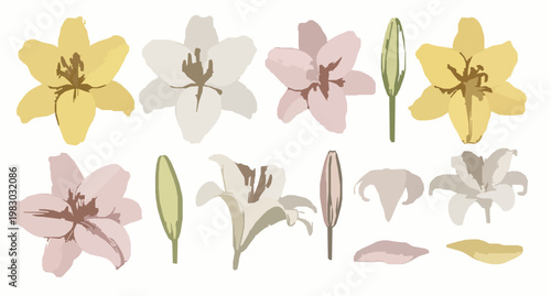Hand painted gouache lily flower vector set with yellow white and pink botanical elements isolated on white